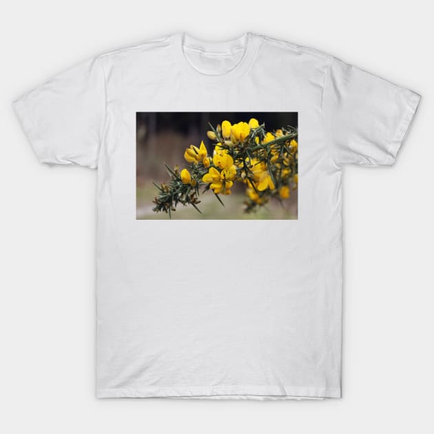 Gorse Flowers T-Shirt by pinkal